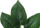 Monarch Specialties Inc. Green/White 17" Tall Artificial Potted Aureum-2