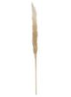 A & B Home Cream Dried Natural Pampas Grass Bundle-1