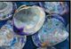 Stylecraft Quahog Wall Art-1