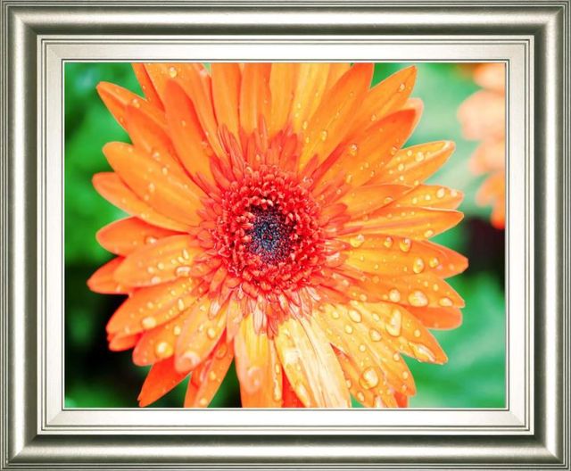 Classy Art Orange Gerbera by Susan Bryant Framed Print Wall Art-0