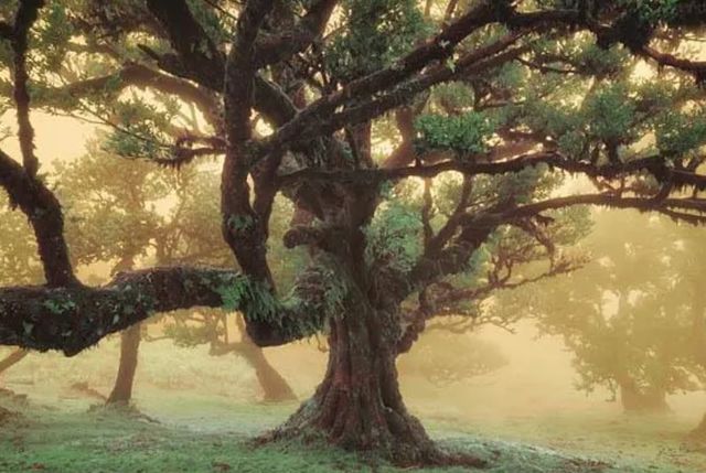 Classy Art Tree Dreams by Martin Podt Wall Art-0