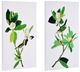 A & B Home Magnolia 2-Piece Creamy White/Green Blooms Wall Art-0