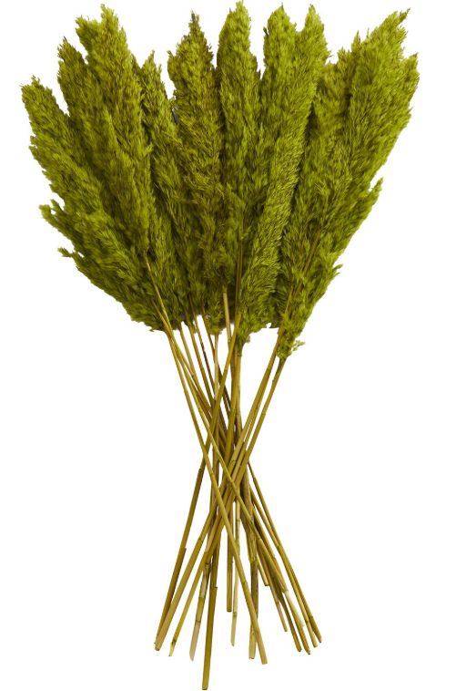 Deco Marche Green Dried Plant Pampas Grass Natural Foliage with Long Stems-0