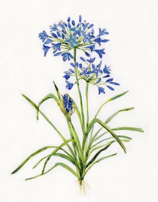 Classy Art Blue Lively Botanical I by Sally Swatland Wall Art-1