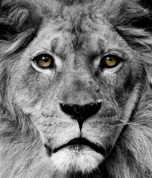 Classy Art Stunning King Wall Art-1