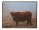 StyleCraft Highland Canyon Wall Art-0