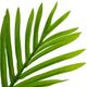 A & B Home Green 7' Fern Tree in Pot-1