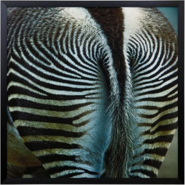 Stylecraft Dann Folely Lifestyle Zebra by Fitzharris Black/Blue/Light Green Wall Art-0