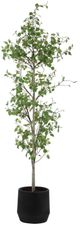 Uttermost® Boreal Aged Gray/Green Potted Birch Tree-0