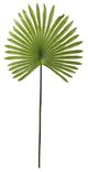 A & B Home Light Green Fan Palm Leaf Stem-1