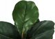 Monarch Specialties Inc. 49" Green/Black Artificial Potted Fiddle Tree-2