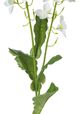 A & B Home Green Canola Flower Stem-2