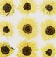 Stylecraft Epoxy Blooms II Wall Art-1