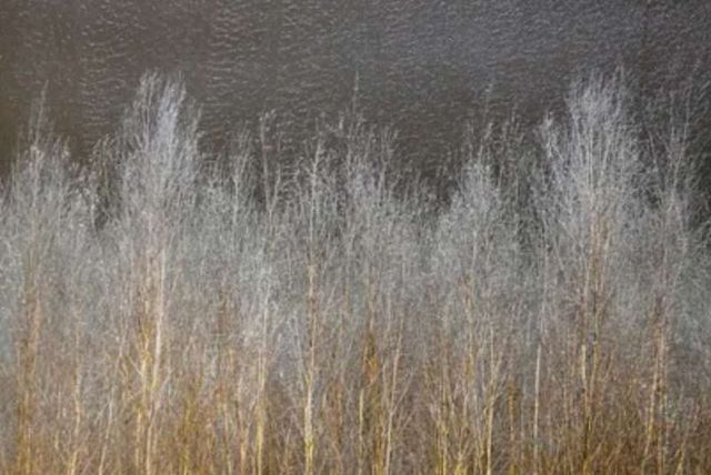 Stylecraft Melancholy Woods Beige/Black/Brown/Dark Gray/Light Gray Wall Art -1