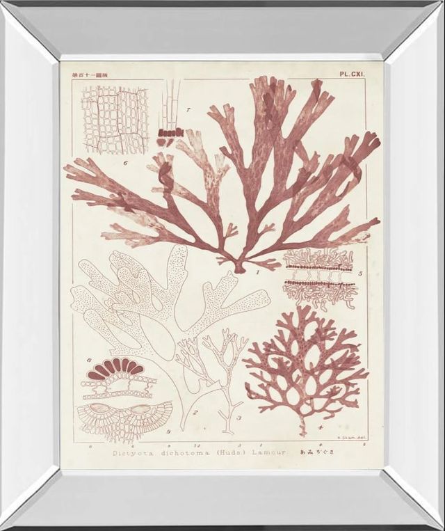 Classy Art Antique Coral Seaweed IV by Vision Studio Mirror Framed Wall Art-0