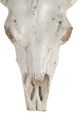 A & B Home White Realistic Faux Steer Head Decor-1