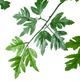 A & B Home Green 43" Polyscias Fruticosa Tree in Pot-1