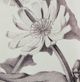 A & B Home 4-Piece Black/White Botanical Fake Pencil Art Set-4
