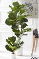 K & K Interiors Fiddle 4.5 Foot Fiddle Fig Tree-1