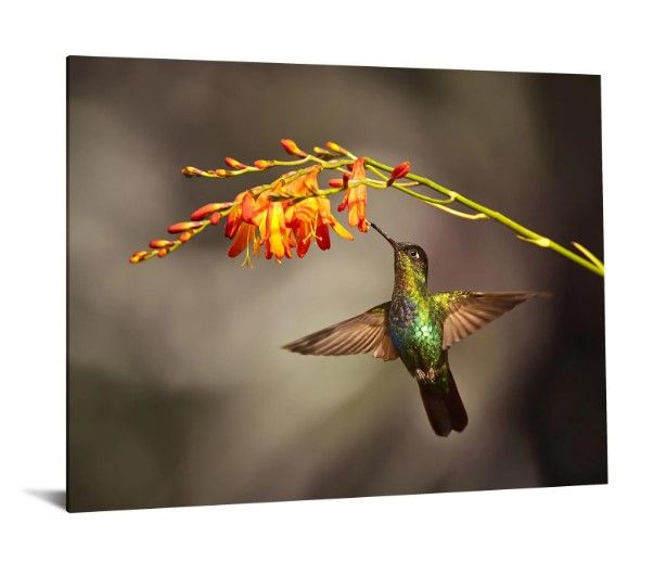 Classy Art Hummingbird Tempered Glass with Foil Wall Art-1