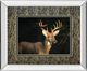 Classy Living Tony Campbell White Tail Buck Wall Art-0