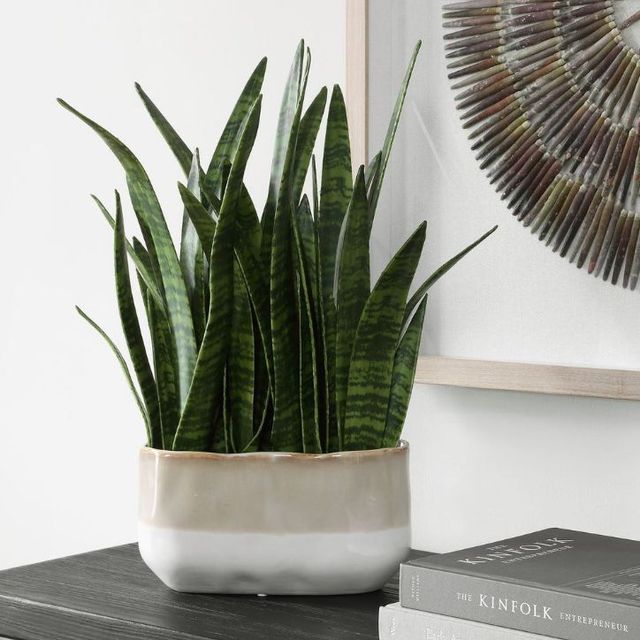 Uttermost® Sansera Snake Baige/Tan Accent Plant-1