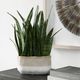 Uttermost® Sansera Snake Baige/Tan Accent Plant-1