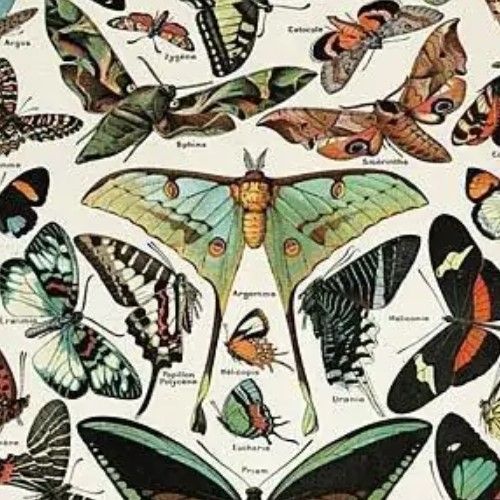 Classy Art Papillons I by Susan Ball Wall Art-1