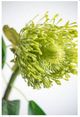 A & B Home Green 28" Faux Pincushion Protea Stem-5