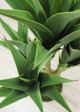Le Present Agave Green Faux Botanical-1