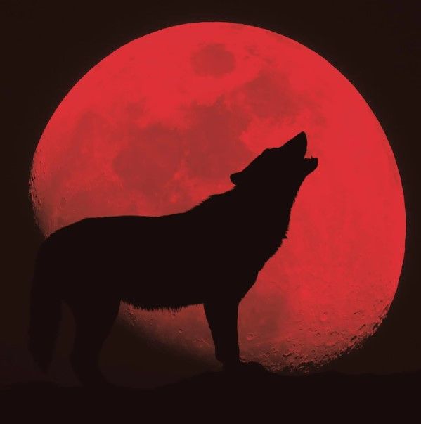 Classy Art Red Wolf by Classy Art Wall Art-0