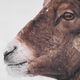 Uttermost® Big Horn Sheep Framed Print-4