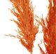A & B Home Red/Orange Dried Natural Pampas Grass Bundle-2