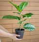 A & B Home 2-Piece Green/Red Artificial Elephant Leaf with Plastic Pot Set-1