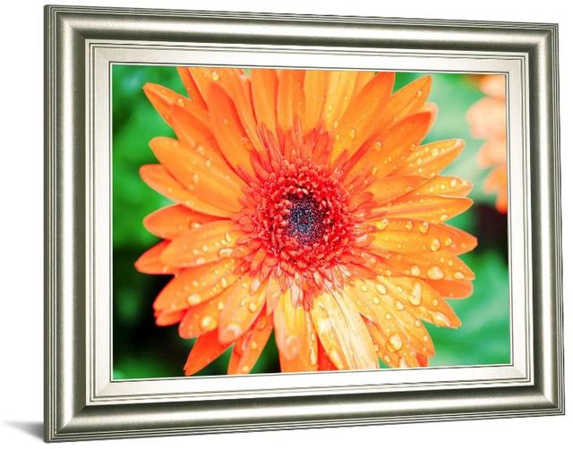 Classy Art Orange Gerbera by Susan Bryant Framed Print Wall Art-1