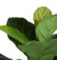 A & B Home Green 25.5" Artificial Fiddle-Leaf Fig Tree-1