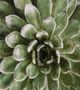 Stylecraft Succulent Verde II Brown/Green Wall Art-1