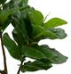 A & B Home Green 6' Fiddle-Leaf Fig Tree in Pot-1
