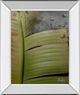 Classy Living Patricia Pinto Butterfly Palm Il Mirror Framed Wall Art-0