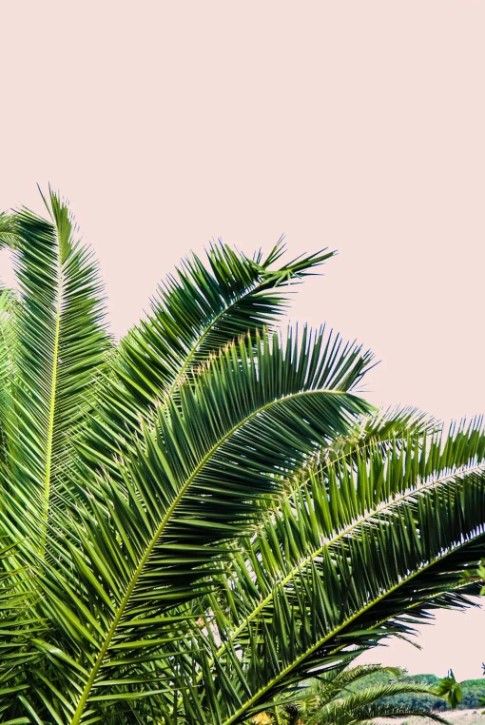 Classy Art Tropical Leaves on Blush I by Acosta Wall Art-0