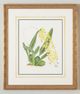 Chelsea House Gold Mesospinidium Vulcn.-0