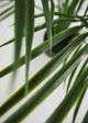 Le Present Areca Green Faux Botanical Palm-1