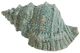 A & B Home Seafoam Green Decorative Seashell Accent-0