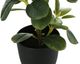 Monarch Specialties Inc. 2-Piece Black 14" Tall Artificial Potted Ficus-1