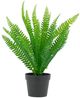 A & B Home Green Fern with Pot-0