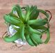 A & B Home Green Faux Spider Plant Stem-5