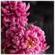 A & B Home Fuchsia Chrysanthemum-1