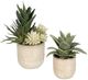 Uttermost® Seaside 2-Piece Neutral Tan Succulents Set-2