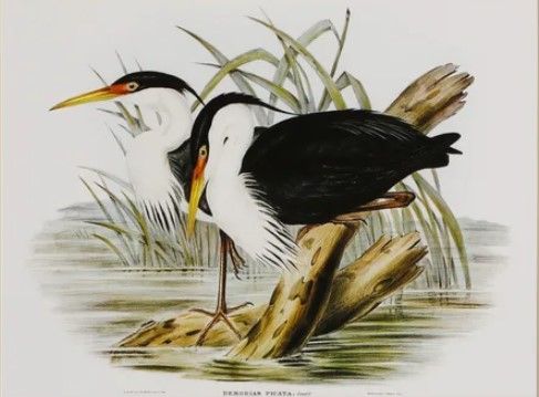 Stylecraft Waterbird Pairing II Beige/Black/Green/Light Yellow/White Wall Art-1
