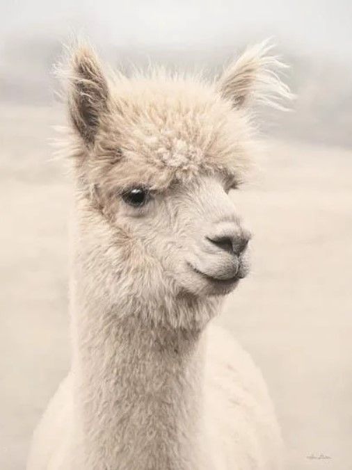 Classy Art Soft Alpaca I by Lori Deiter Beige Wall Art-0
